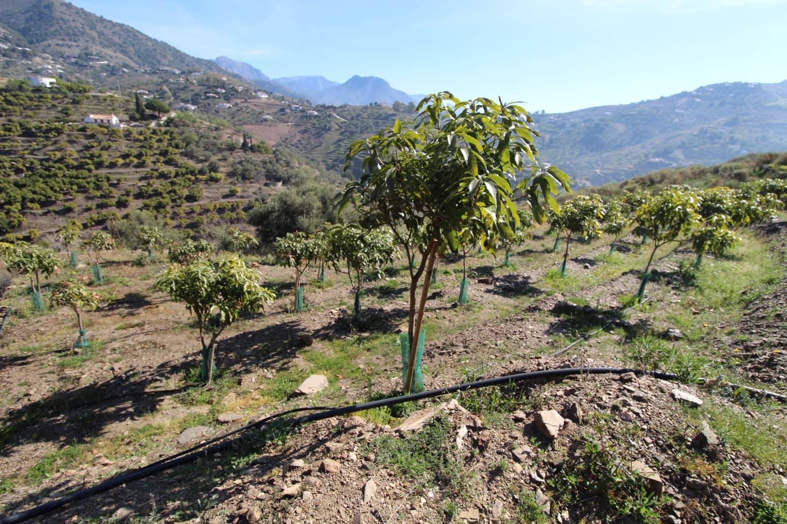 2 soveværelse Finca/Landehus til salg i Competa - € 449.500 (Ref: 5000736)