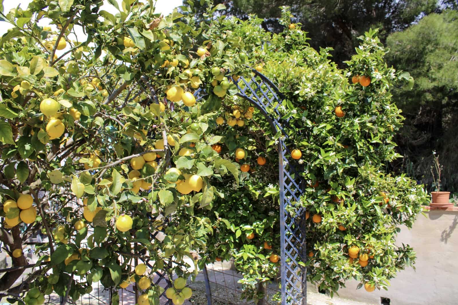 5 soveværelse Villa til salg i Motril med swimmingpool - € 285.000 (Ref: 8981800)