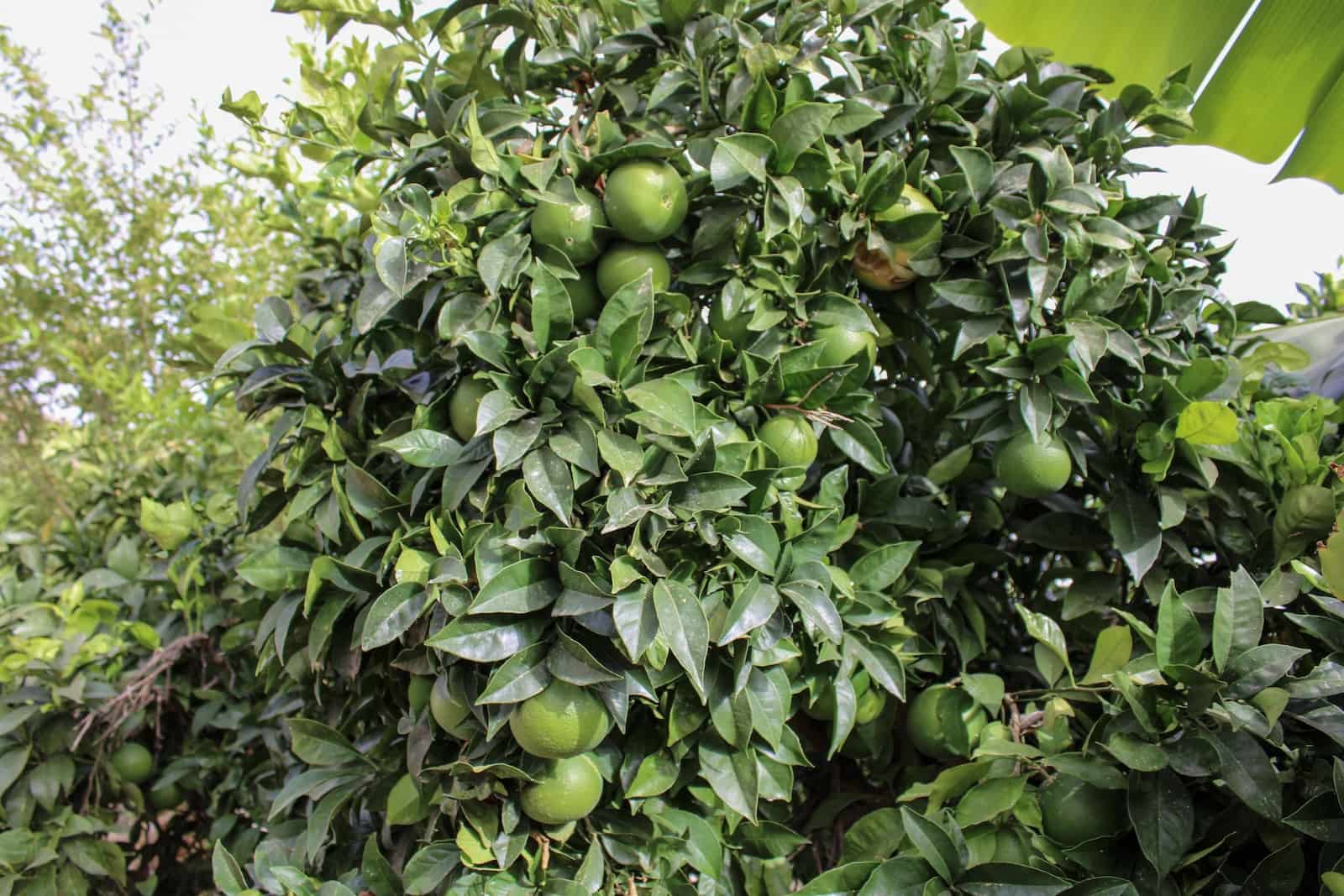 4 soveværelse Villa til salg i Nerja med swimmingpool - € 349.000 (Ref: 9197099)