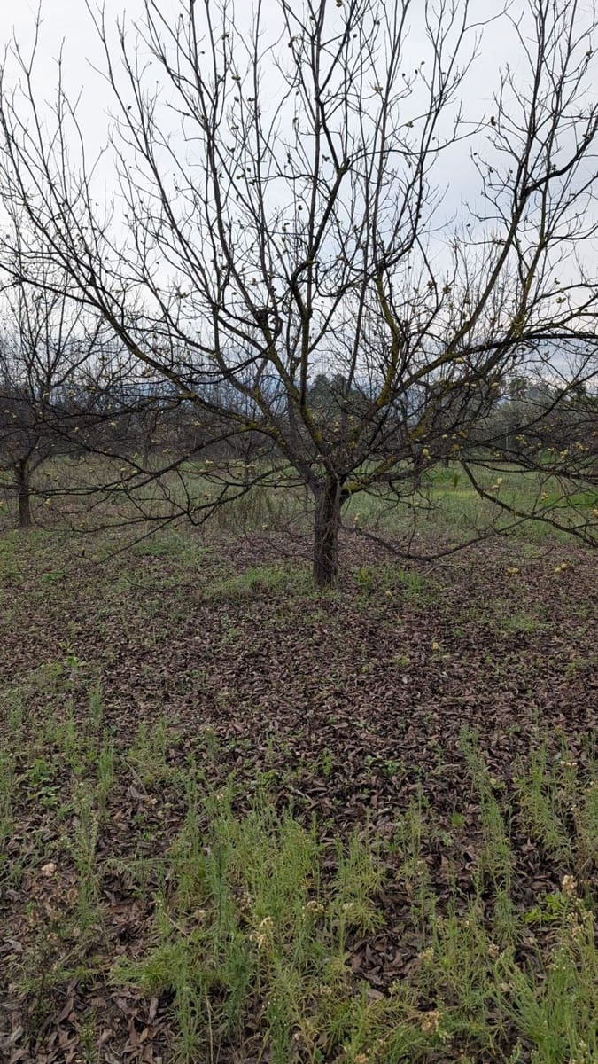 Terrain à Bâtir à vendre à Alhaurin el Grande - 273 000 € (Ref: 9631399)