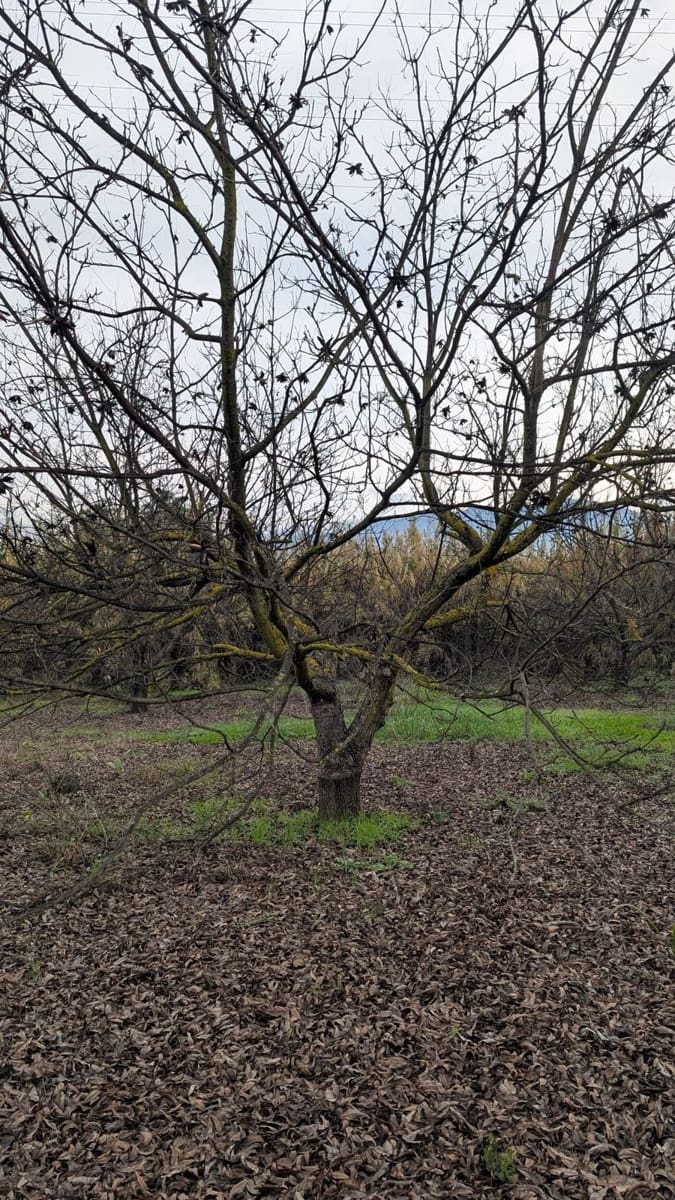 Terrain à Bâtir à vendre à Alhaurin el Grande - 273 000 € (Ref: 9631399)