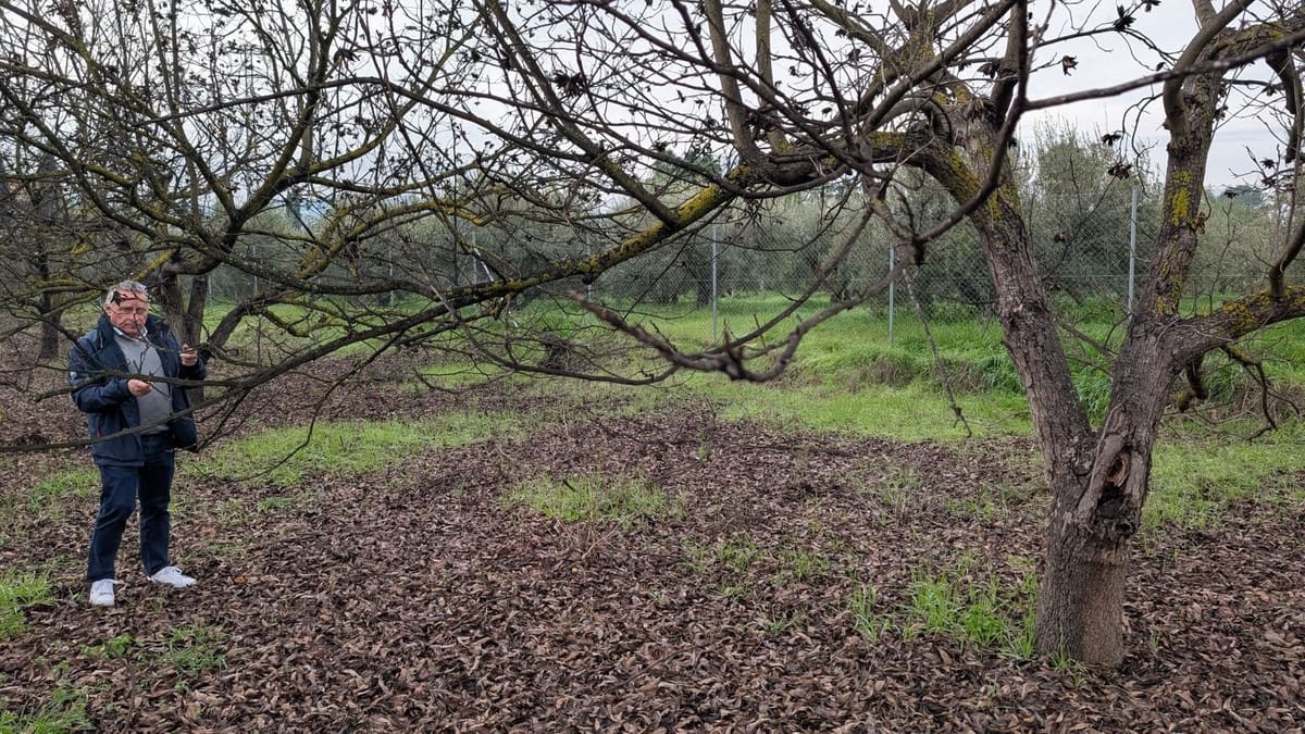 Terrain à Bâtir à vendre à Alhaurin el Grande - 273 000 € (Ref: 9631399)