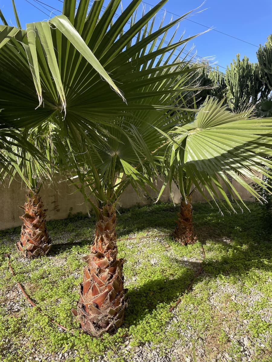 3 bedroom Townhouse for sale in Cala Murada with pool garage - € 695,000 (Ref: 9733755)