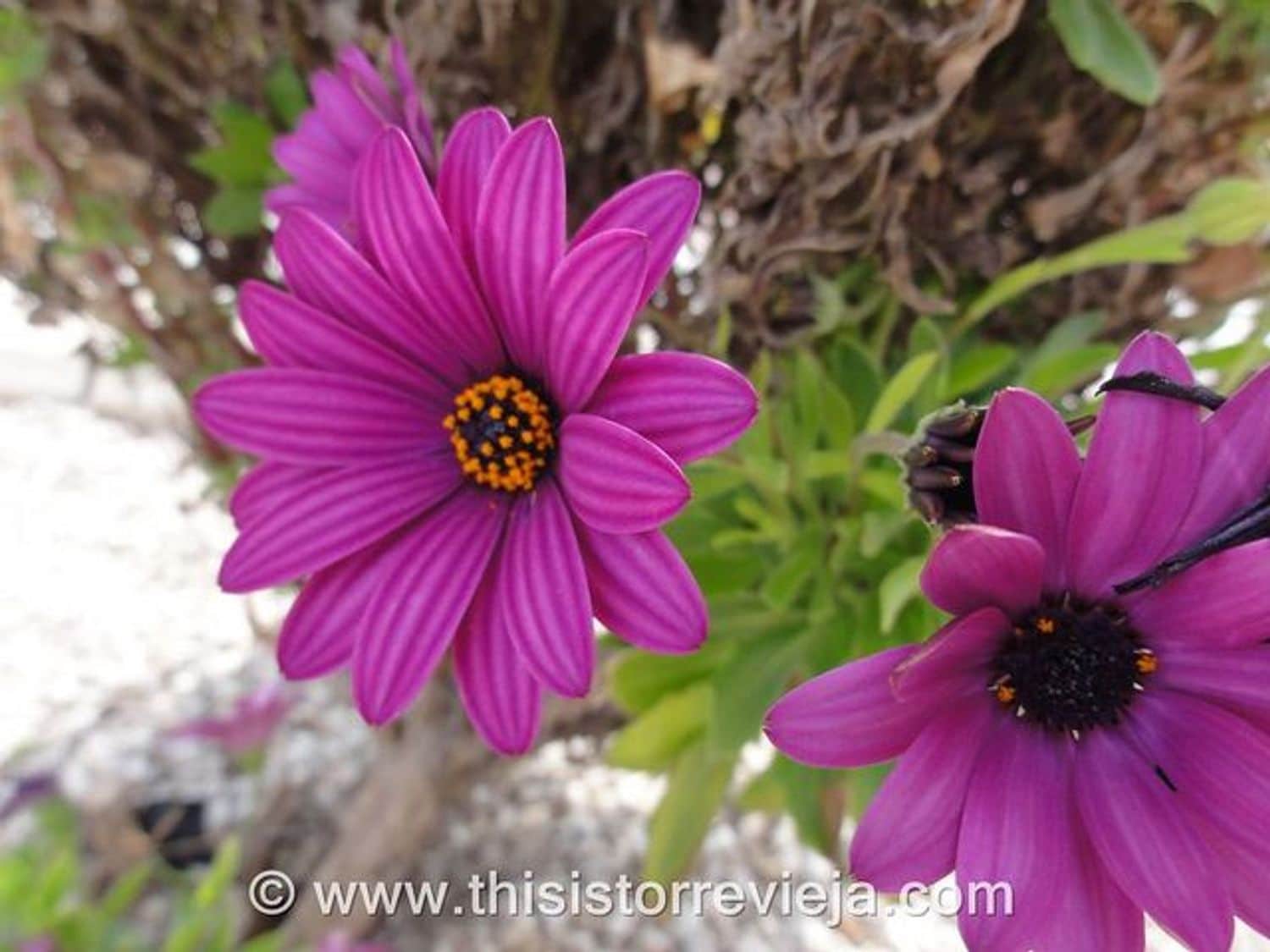 2 soveværelse Lejlighed til salg i La Mata med garage - € 220.000 (Ref: 9432851)