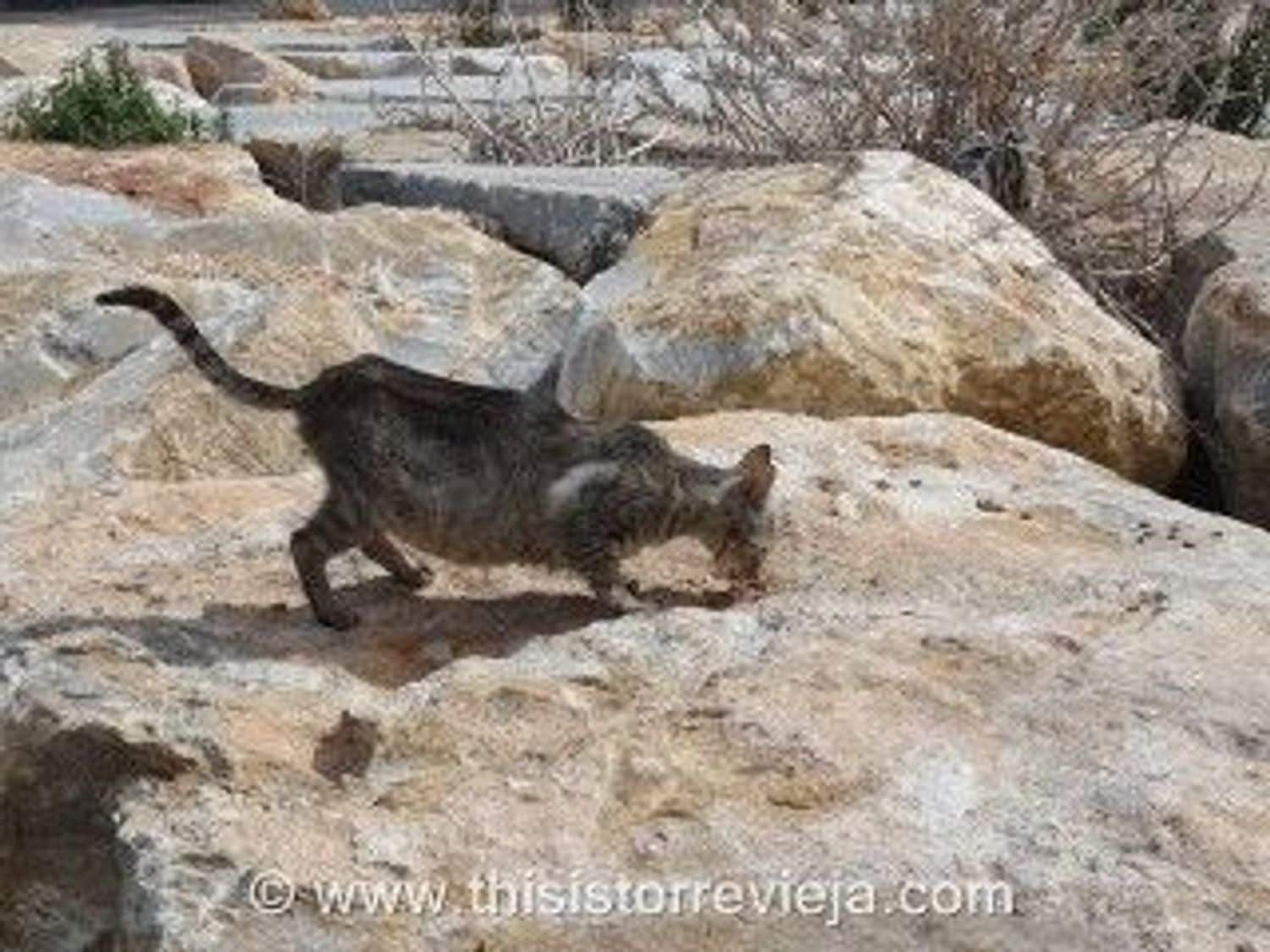 2 soveværelse Lejlighed til salg i La Mata med garage - € 220.000 (Ref: 9432851)