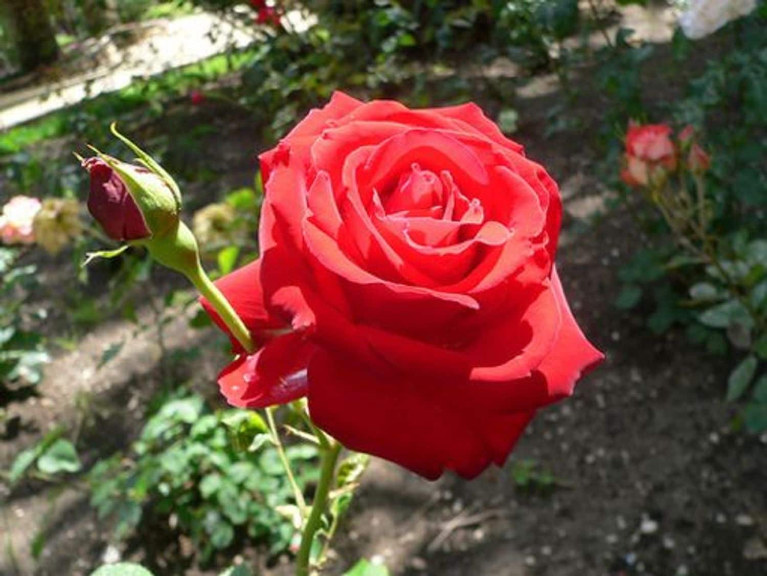 1 soverom Leilighet til salgs i El Chaparral med garasje - € 89 000 (Ref: 9774423)