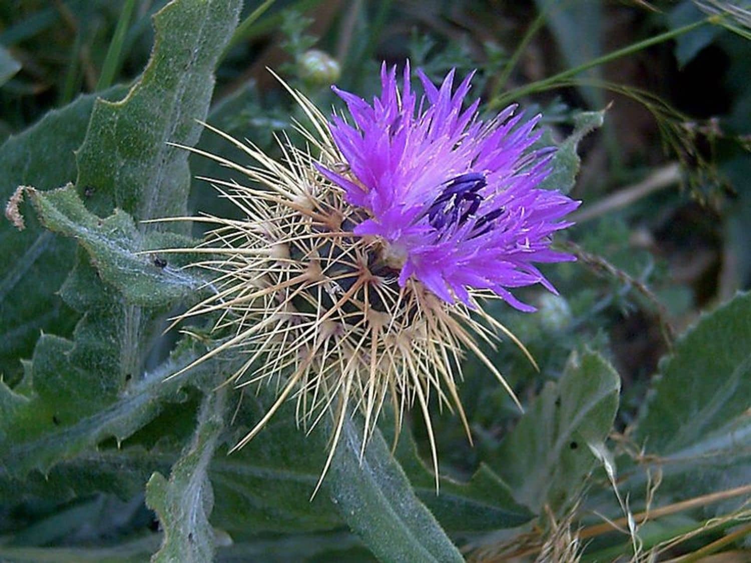 2 bedroom Apartment for sale in Aguas Nuevas with pool garage - € 149,900 (Ref: 9774443)