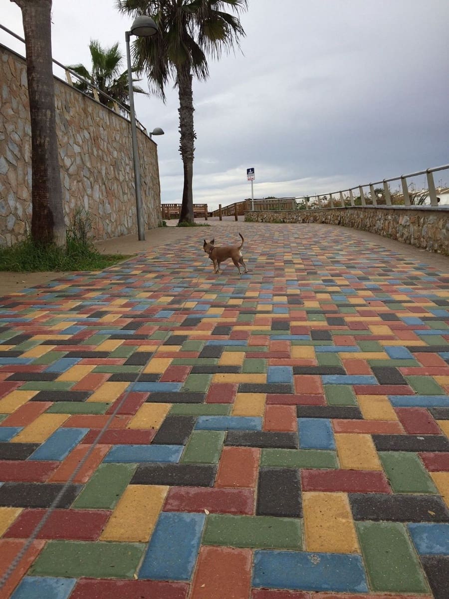 2 bedroom Apartment for sale in Pilar de la Horadada with pool garage - € 223,000 (Ref: 9782902)