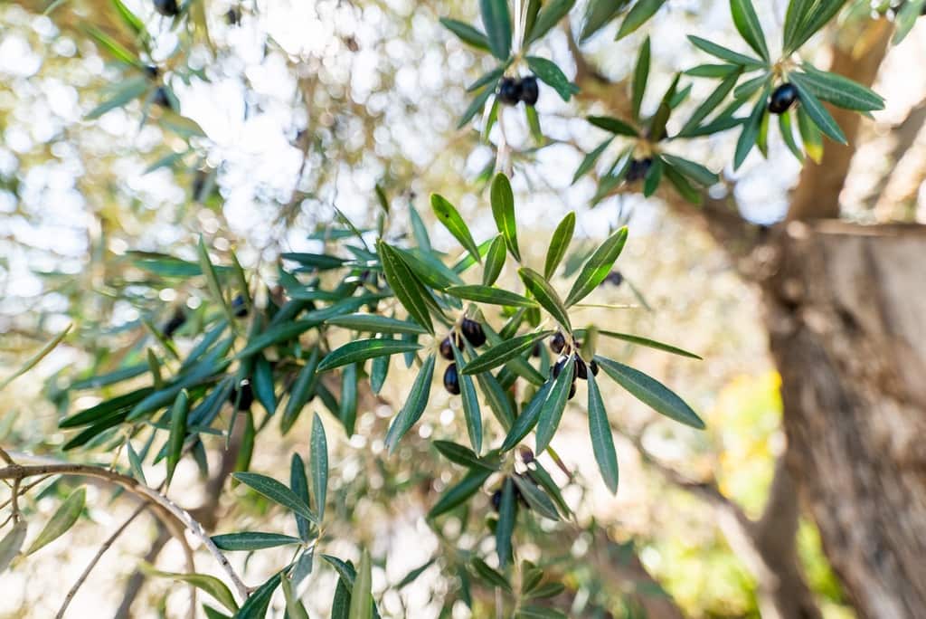 5 slaapkamer Finca/Landhuis te koop in El Pinar met zwembad garage - € 850.000 (Ref: 9360400)