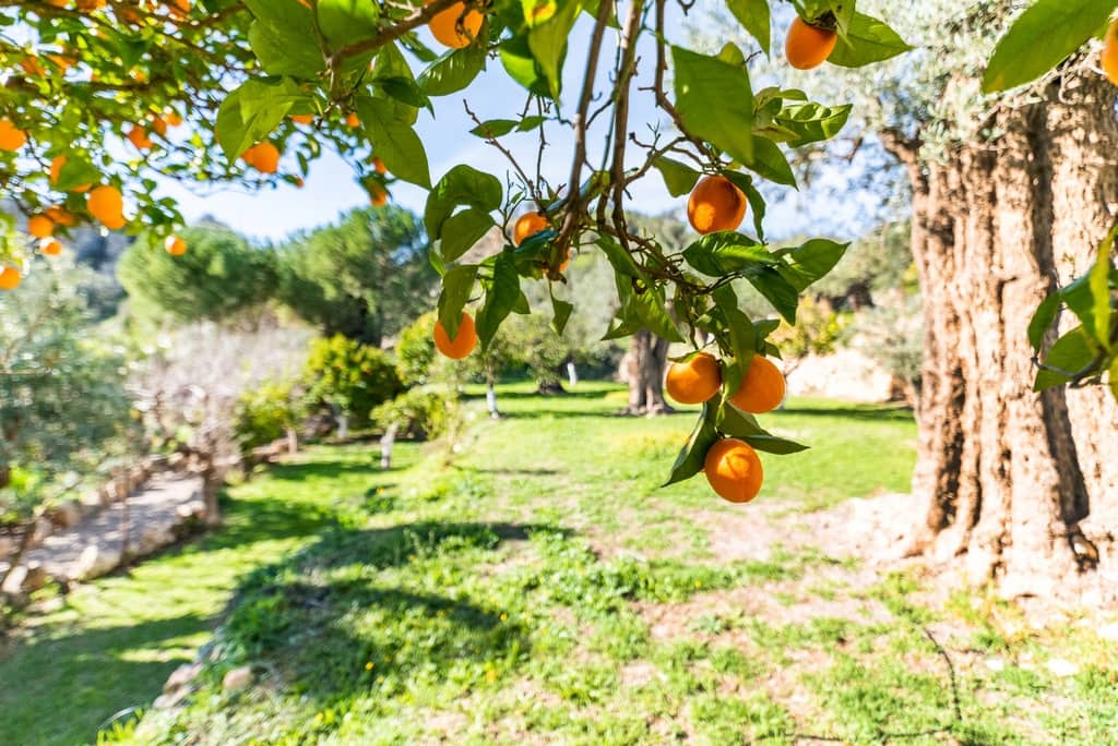 5 slaapkamer Finca/Landhuis te koop in El Pinar met zwembad garage - € 850.000 (Ref: 9360400)