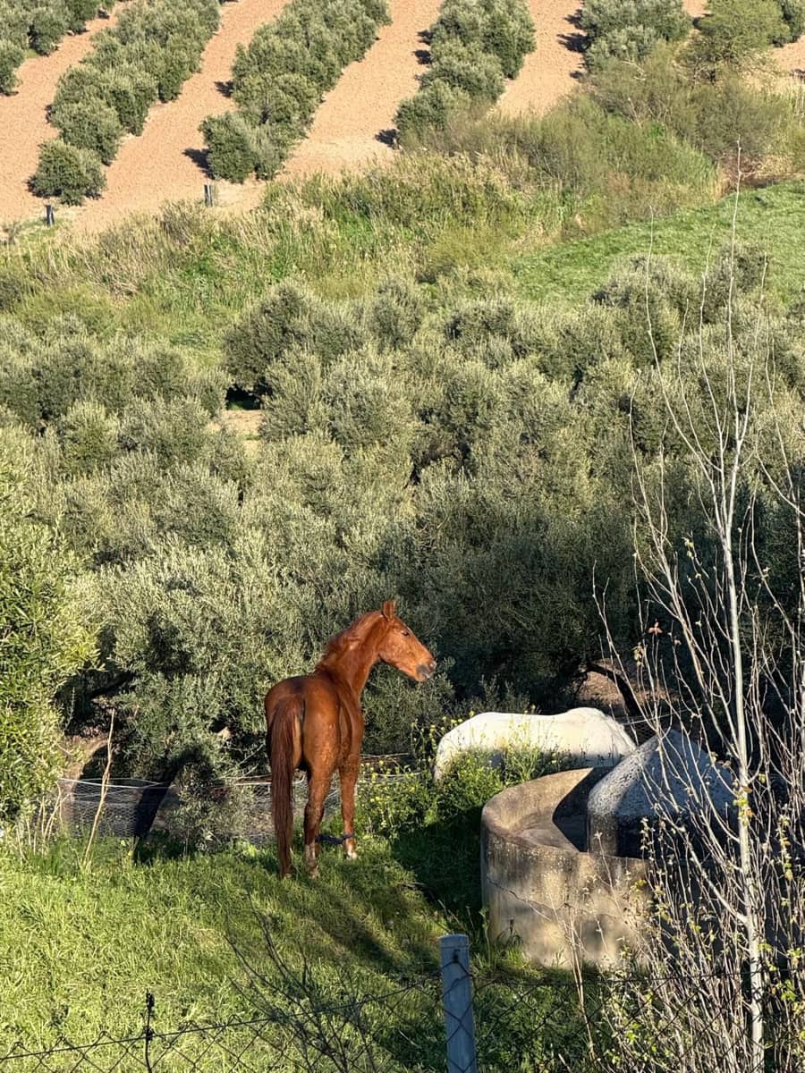 2 soveværelse Mobilhome til salg i Los Corrales - € 42.336 (Ref: 9762341)