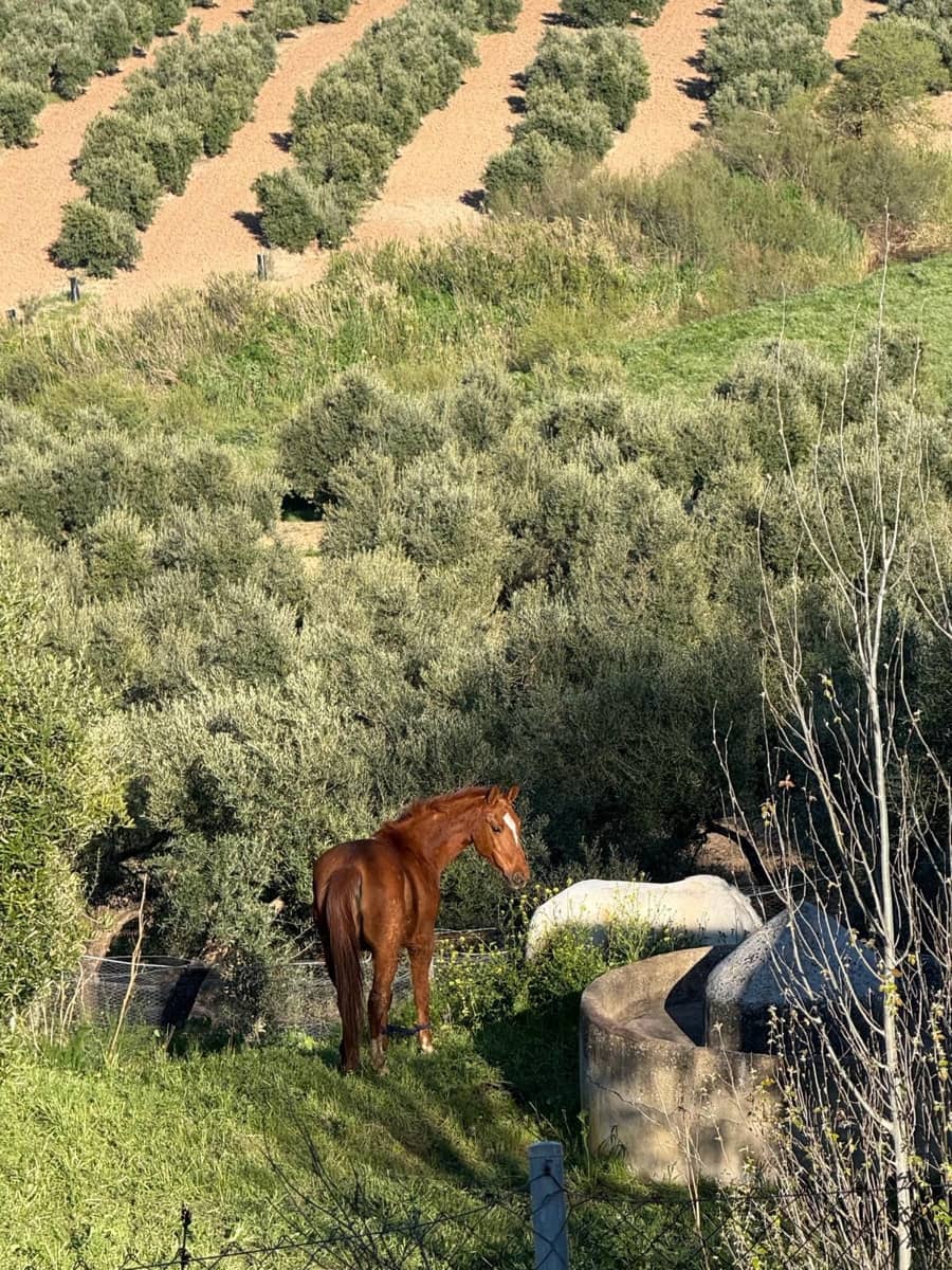 2 soveværelse Mobilhome til salg i Almargen - € 42.336 (Ref: 9762343)