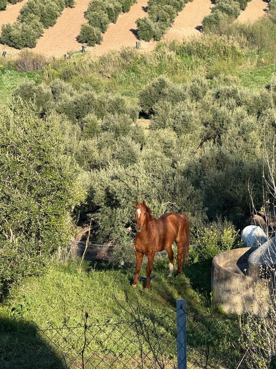 2 soveværelse Mobilhome til salg i Almargen - € 42.336 (Ref: 9762343)