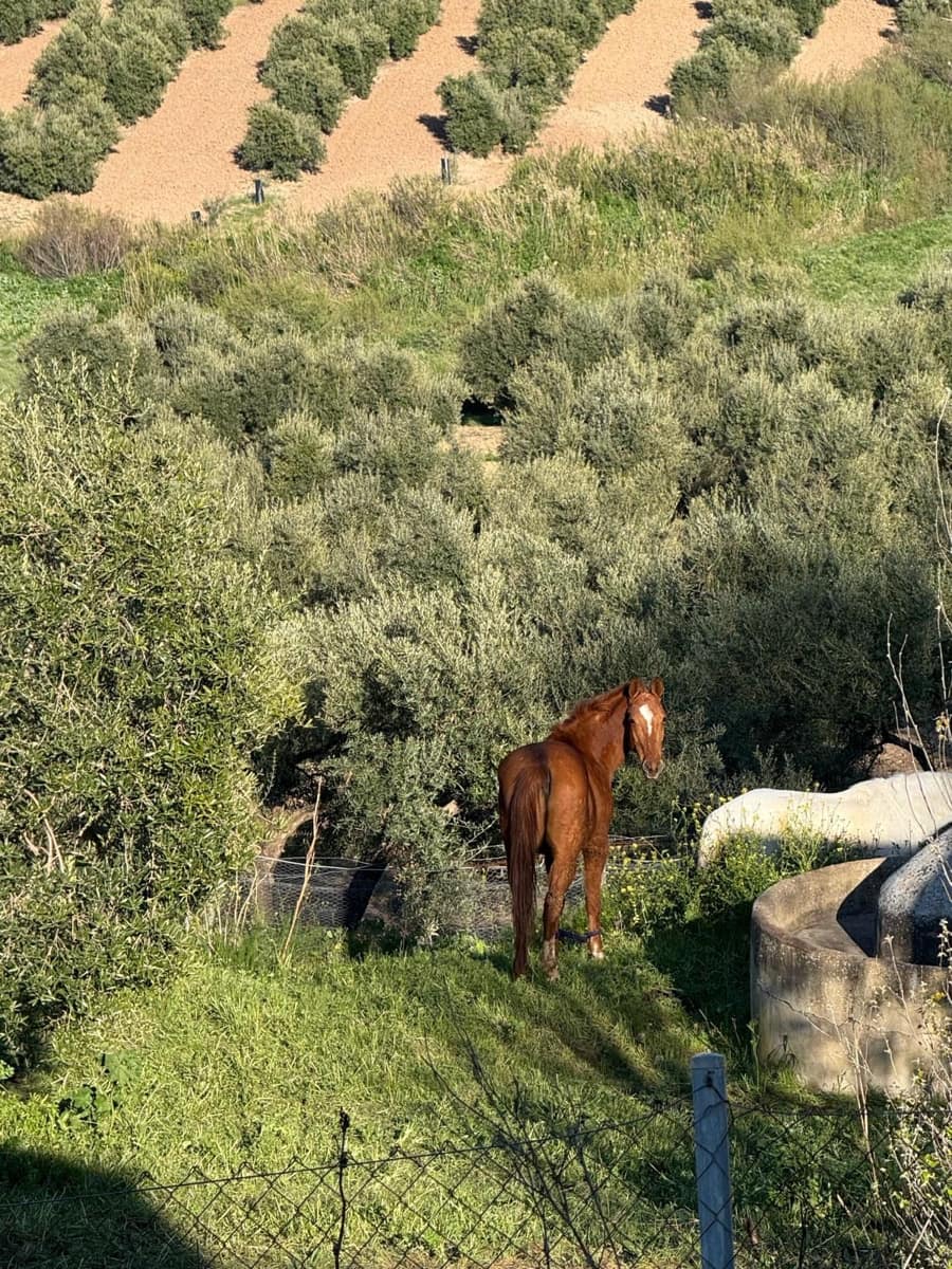 2 soveværelse Mobilhome til salg i Sierra de Yeguas - € 42.336 (Ref: 9762347)