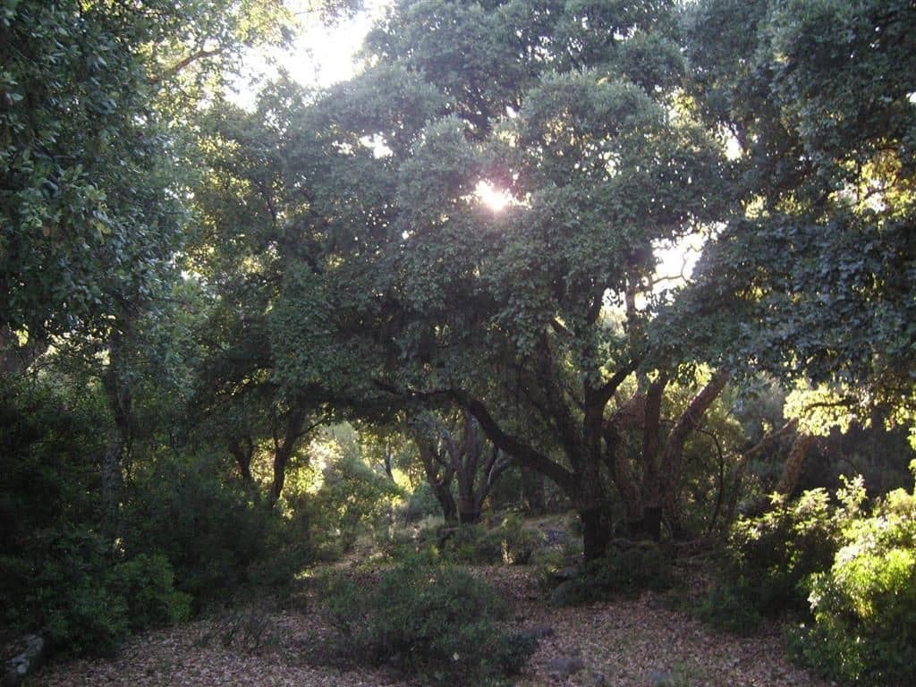 Grond te koop in Gaucin - € 1.500.000 (Ref: 6486051)