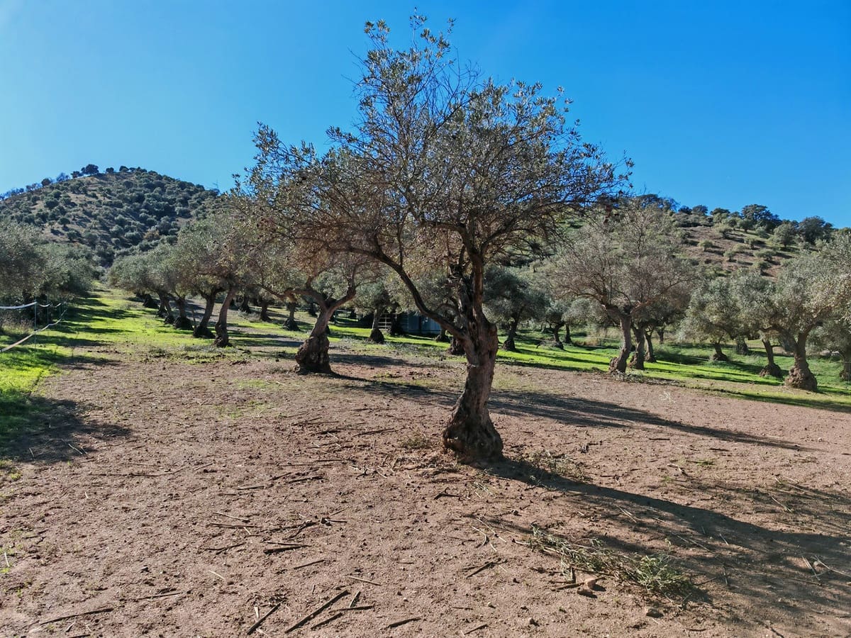 4 Zimmer Finca/Landgut zu verkaufen in Coin mit Pool Garage - 2.800.000 € (Ref: 9462040)