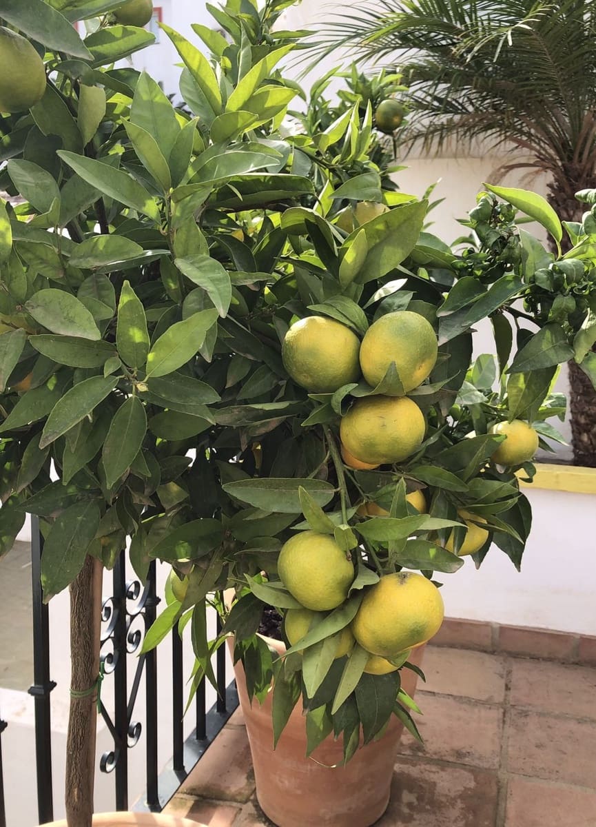 3 soveværelse Byhus til salg i Mijas Costa med swimmingpool garage - € 790.000 (Ref: 10163294)