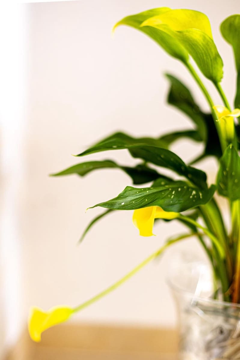 3 bedroom Townhouse for rent in La Cala Golf with pool - € 2,850 (Ref: 9296166)