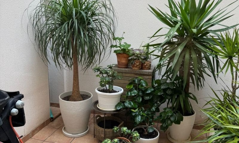 3 chambre Villa/Maison à vendre à Punta Prima avec piscine garage - 355 000 € (Ref: 9944297)