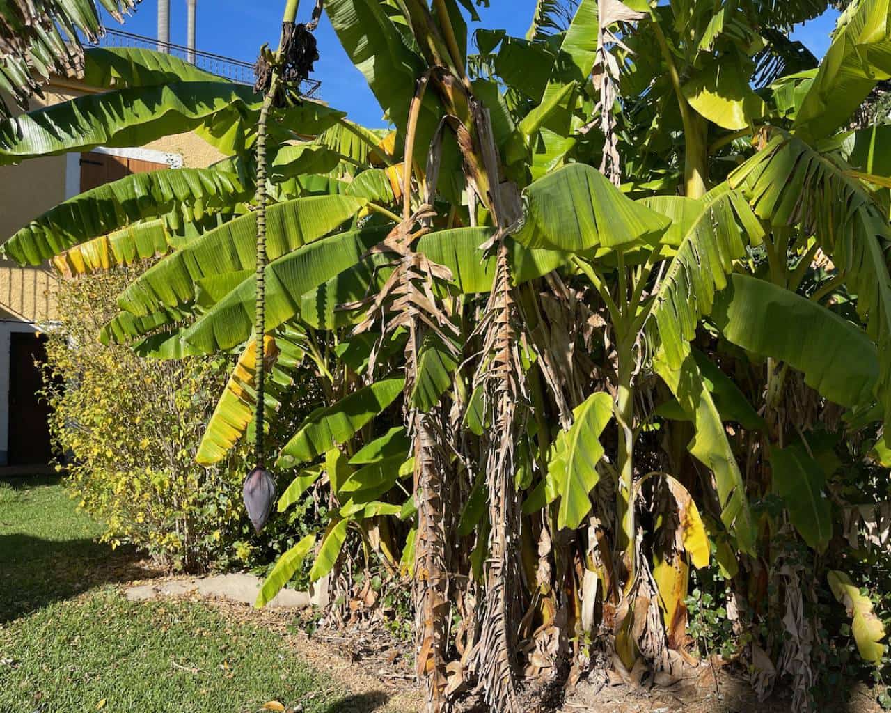 4 bedroom Finca/Country House for sale in Daya Nueva with garage - € 320,000 (Ref: 7253644)