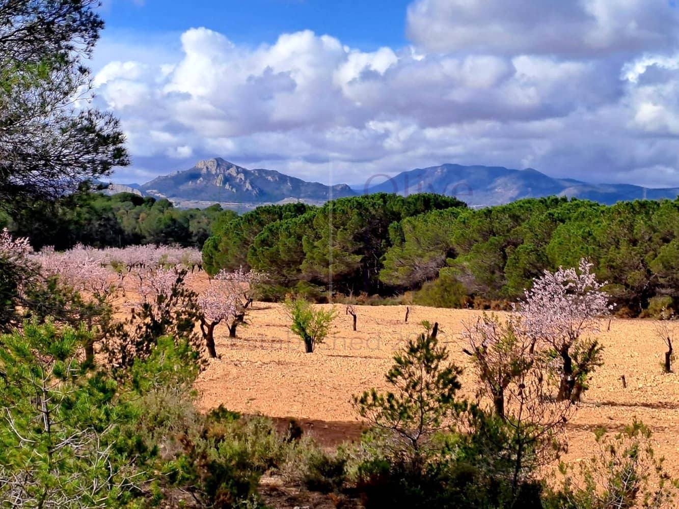 6 bedroom Finca/Country House for sale in Sax with pool - € 539,950 (Ref: 10009991)