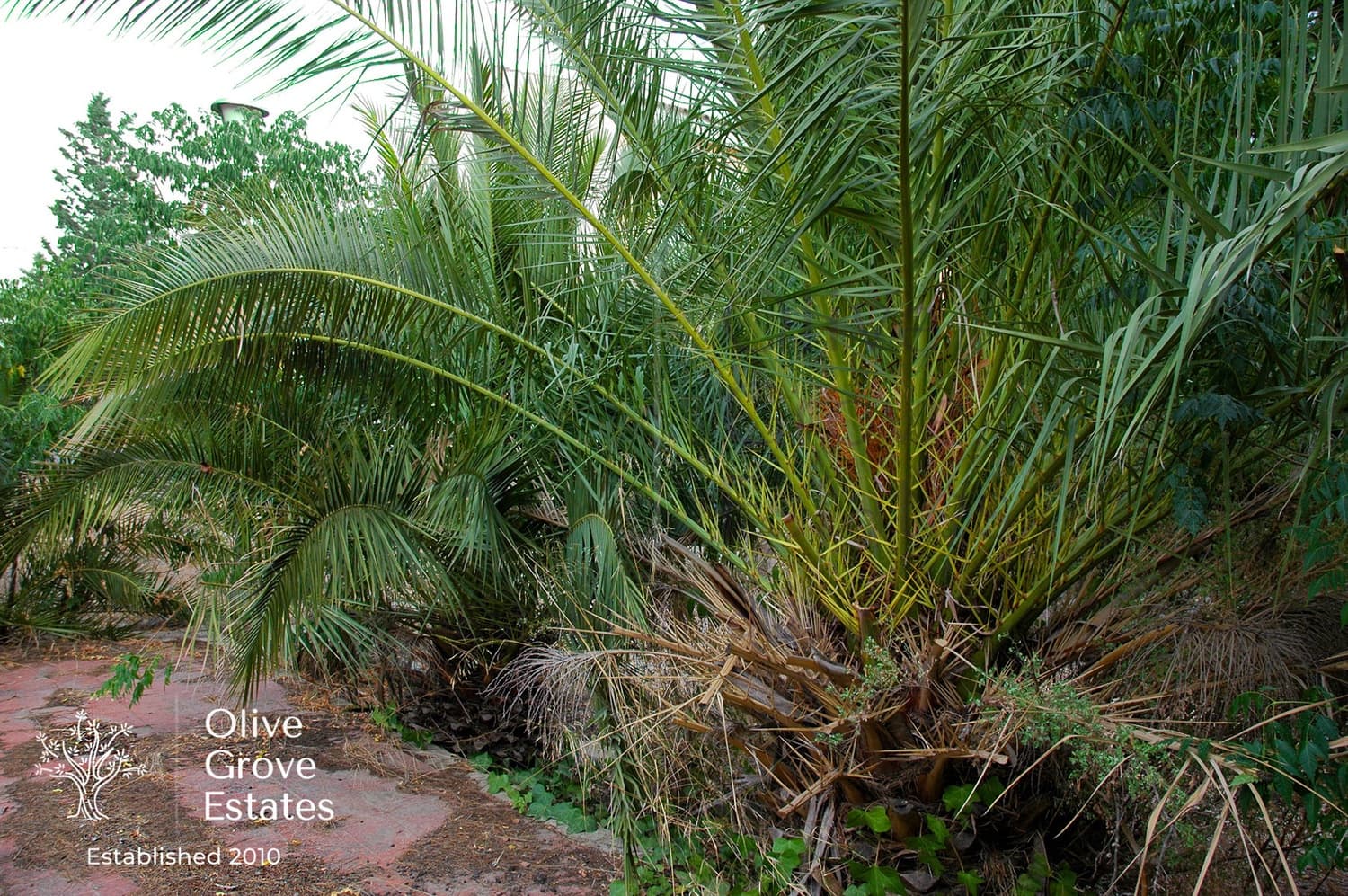 5 soveværelse Villa til salg i Caudete med swimmingpool garage - € 189.995 (Ref: 6769177)