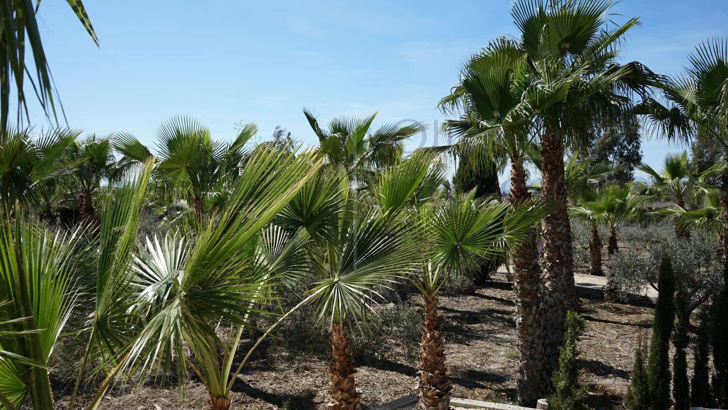 7 soveværelse Villa til salg i Elche / Elx med swimmingpool garage - € 825.000 (Ref: 7454711)