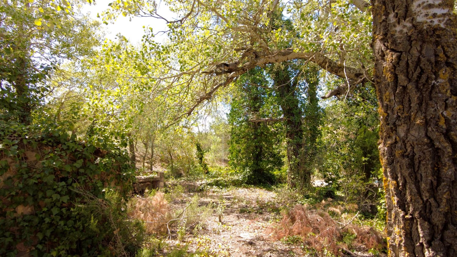 4 soveværelse Villa til salg i Almansa - € 179.950 (Ref: 8420875)