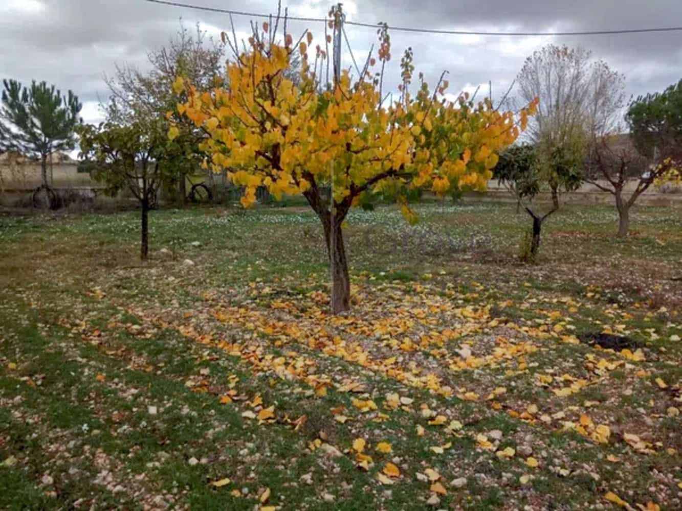 5 bedroom Villa for sale in Yecla with pool - € 359,950 (Ref: 8746207)