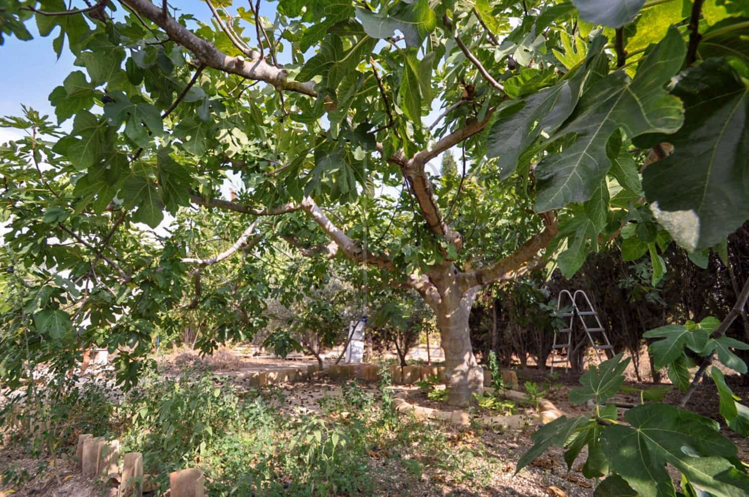 4 bedroom Finca/Country House for sale in Pinoso - € 85,950 (Ref: 8853300)