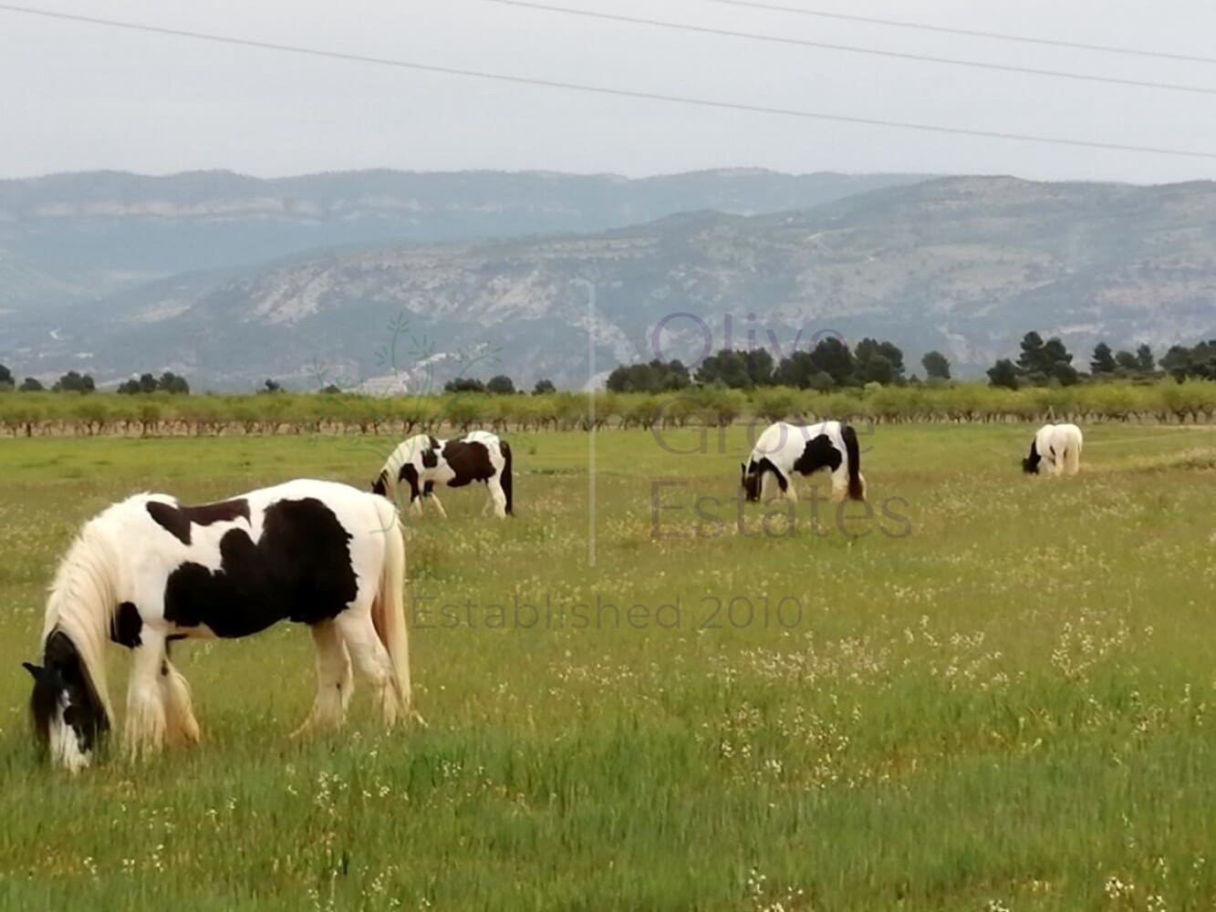 2 Zimmer Villa zu verkaufen in Zarra - 365.000 € (Ref: 8917483)