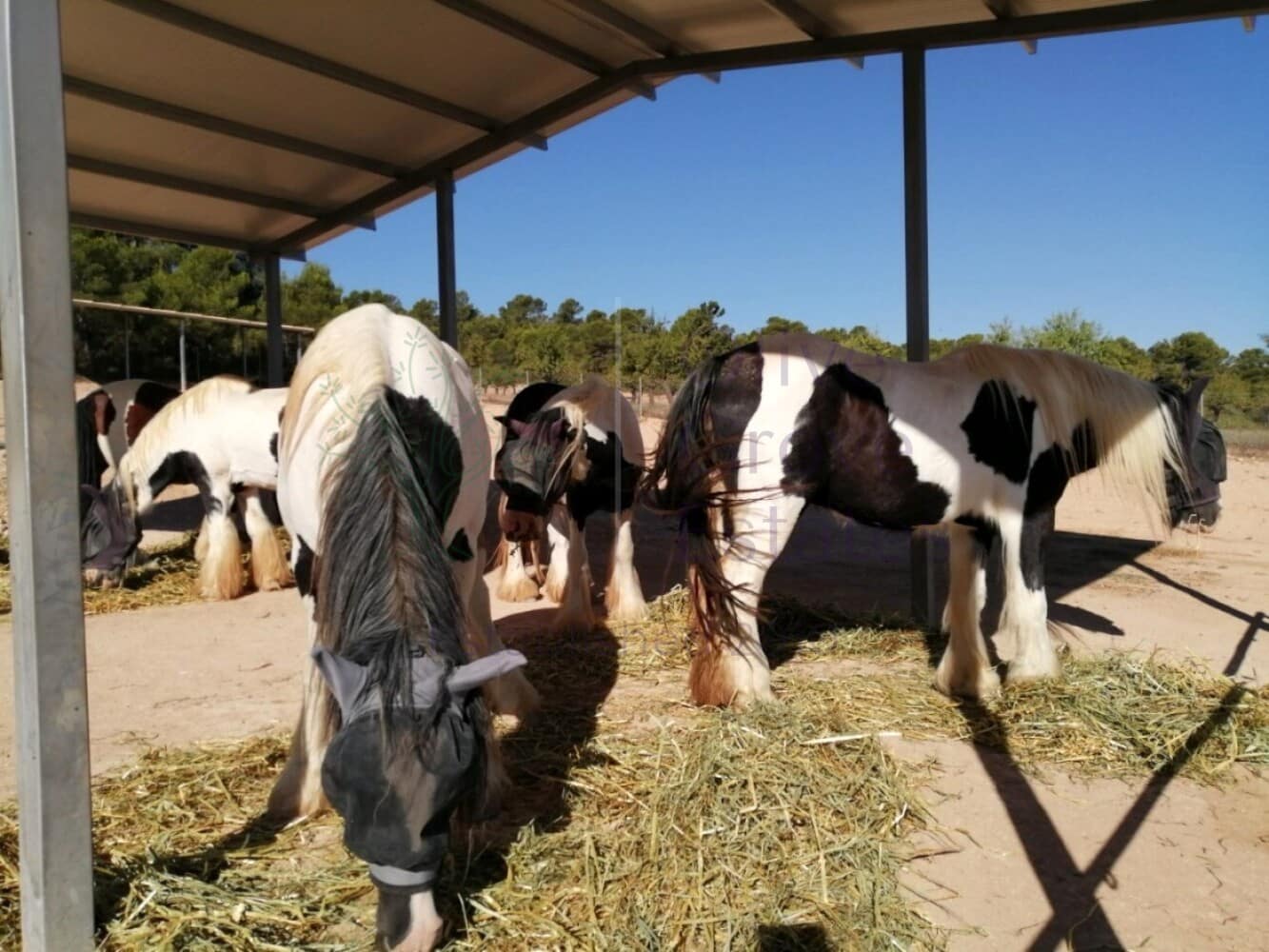 2 Zimmer Villa zu verkaufen in Zarra - 365.000 € (Ref: 8917483)