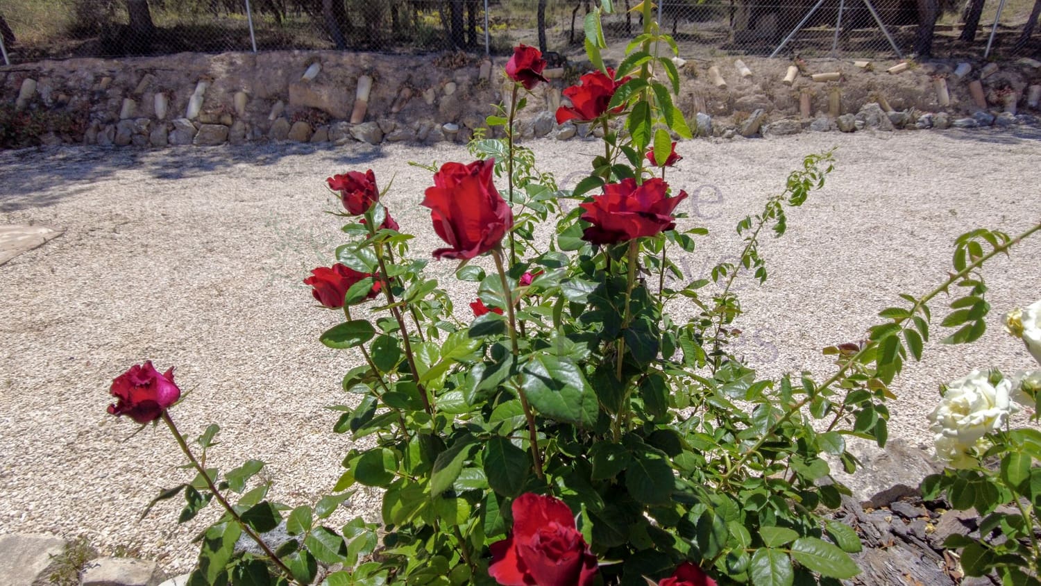 4 soveværelse Finca/Landehus til salg i Sax - € 315.000 (Ref: 9008293)