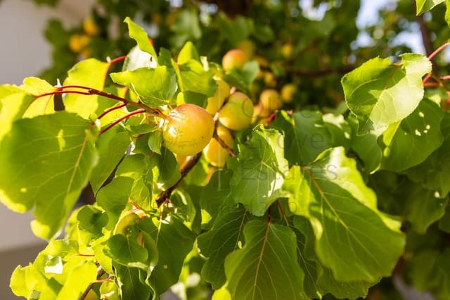 5 chambre Villa/Maison à vendre à Biar - 499 000 € (Ref: 9153022)