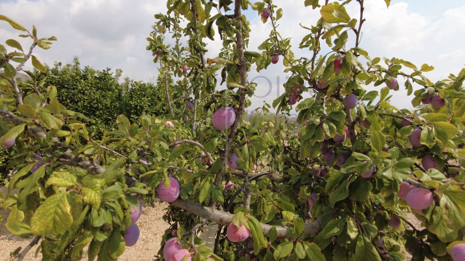 4 sovrum Villa till salu i Monovar / Monover - 279 000 € (Ref: 9191936)