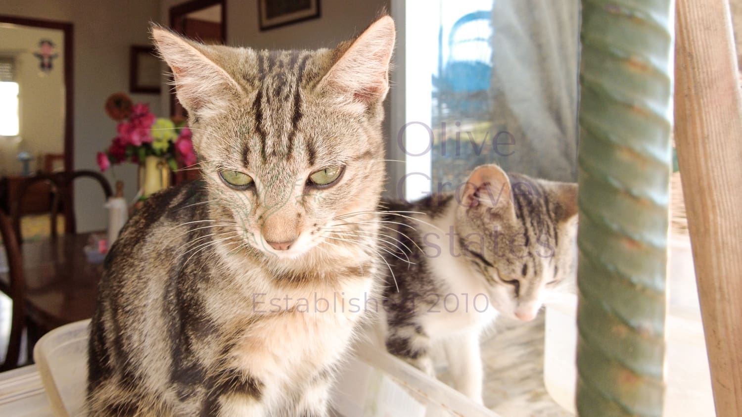 4 sovrum Finca/Hus på landet till salu i Almansa - 119 500 € (Ref: 9239311)