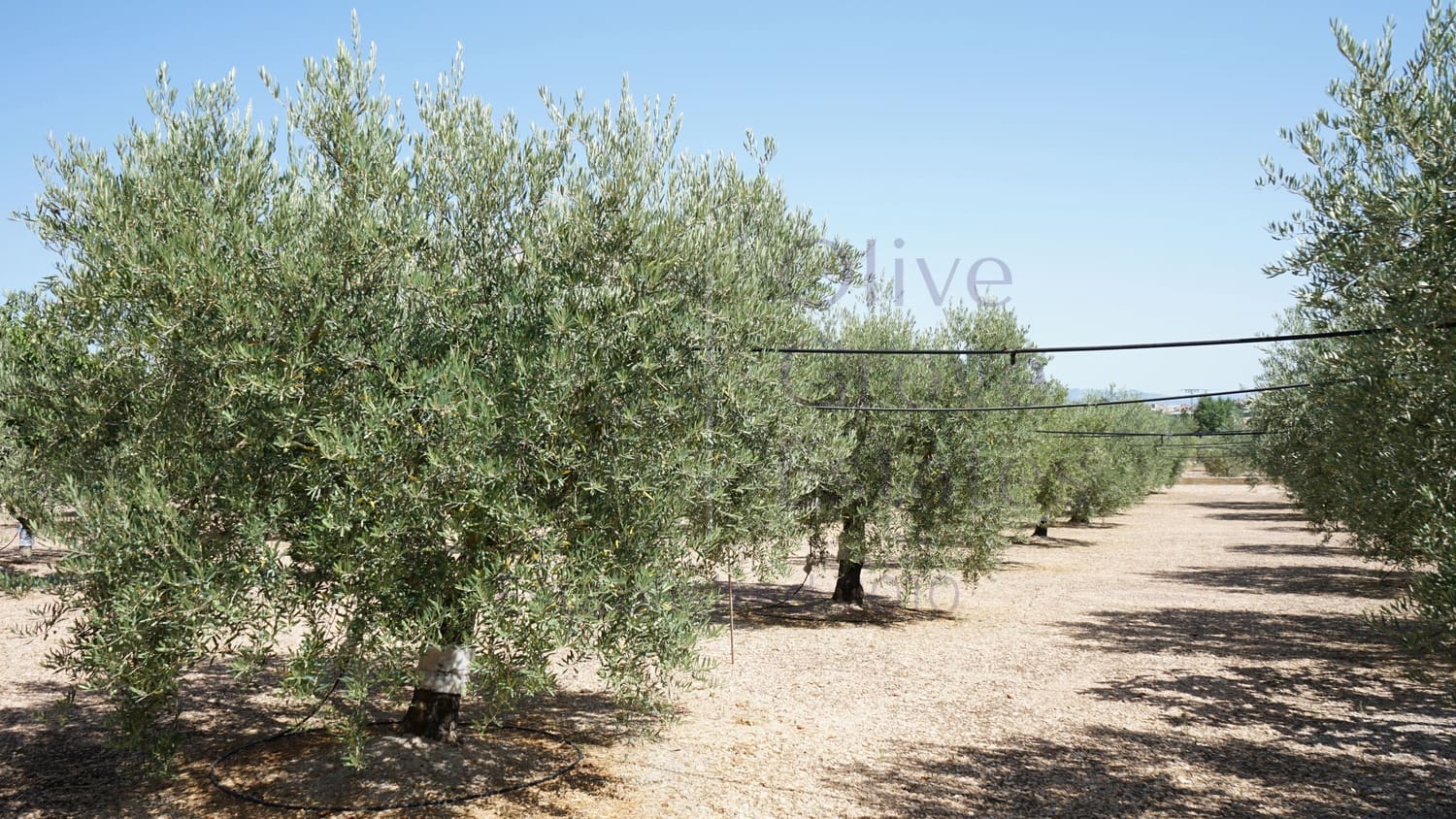 4 bedroom Villa for sale in Caudete - € 209,900 (Ref: 9654309)