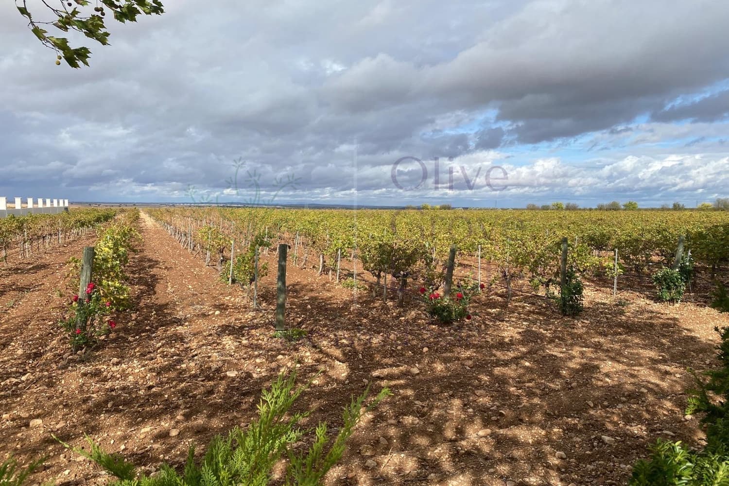 Commerciale in vendita in Fuentealbilla - 2.500.000 € (Rif: 9909041)