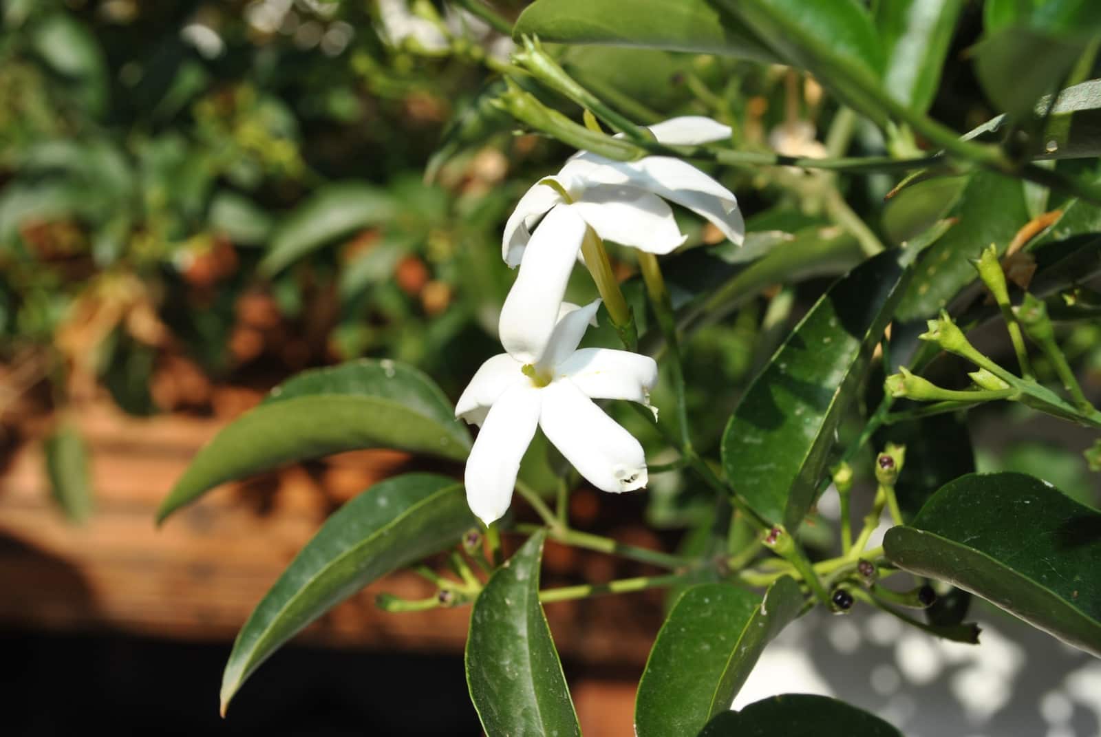 2 soveværelse Byhus til salg i Bubion - € 130.000 (Ref: 7965055)