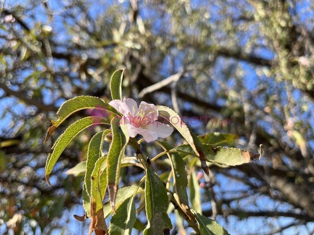 4 sypialnia Dom na sprzedaż w Cuevas del Almanzora - 99 000 € (Ref: 6609206)