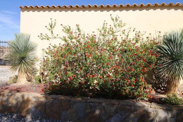 Casa de 3 habitaciones en Albox en venta con piscina - 239.000 € (Ref: 7844086)