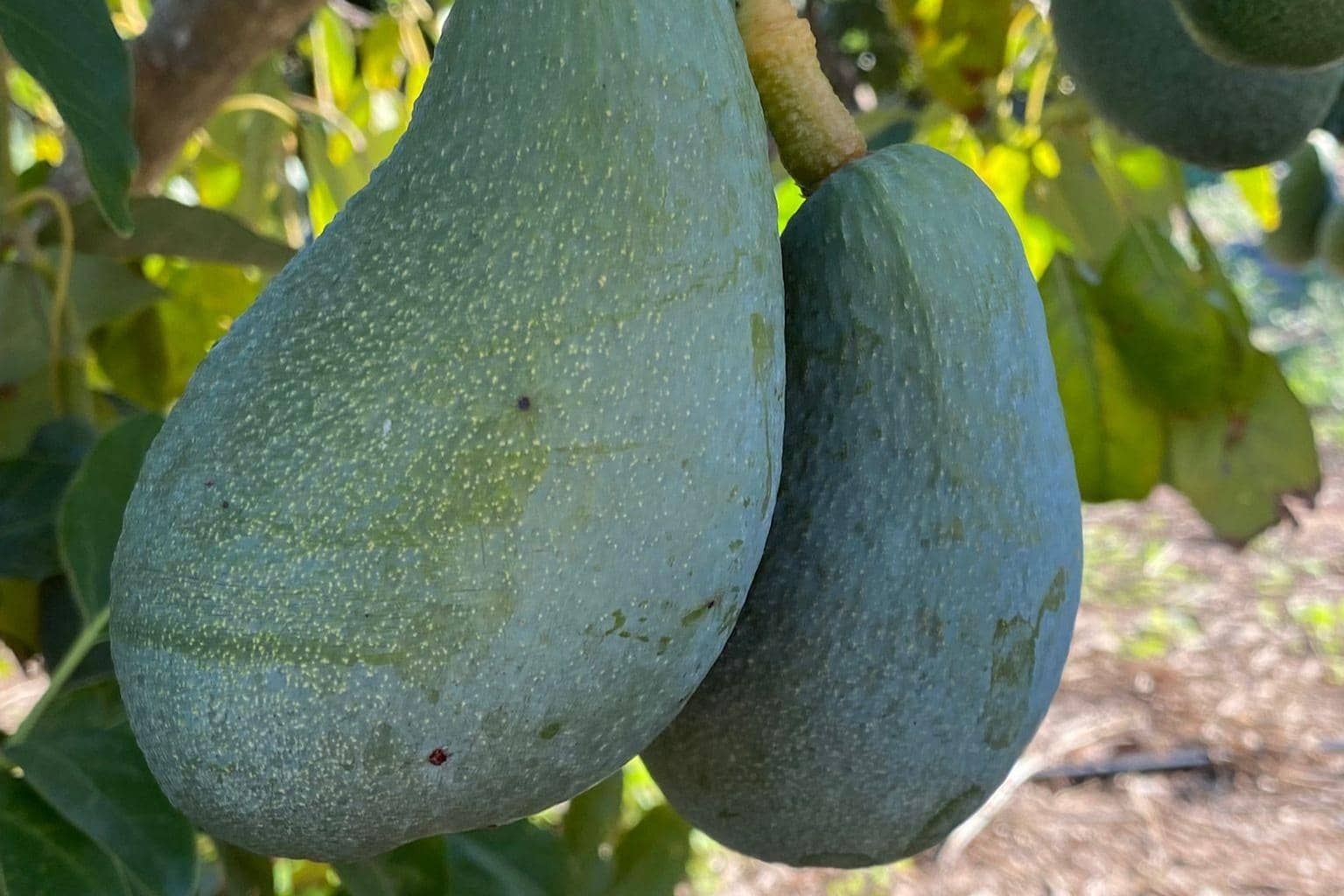 3 camera da letto Finca/Casa di Campagna in vendita in Motril con piscina - 600.000 € (Rif: 9386241)