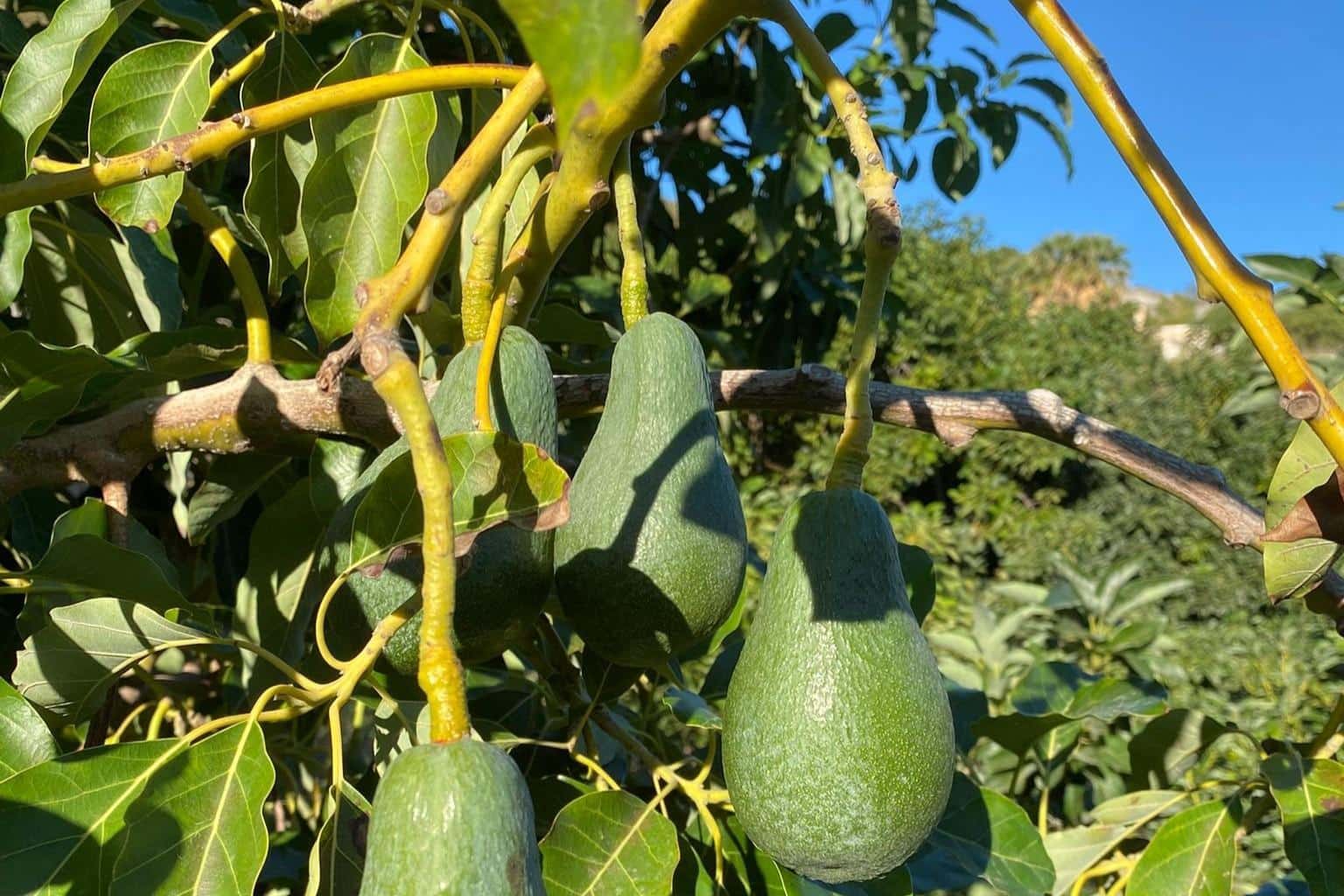 3 camera da letto Finca/Casa di Campagna in vendita in Motril con piscina - 600.000 € (Rif: 9386241)