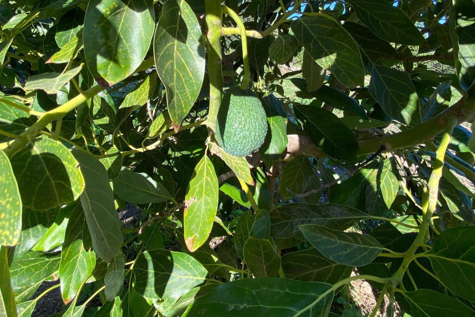 3 camera da letto Finca/Casa di Campagna in vendita in Motril con piscina - 600.000 € (Rif: 9386241)