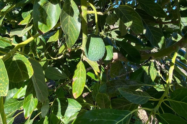 3 quarto Quinta/Casa Rural para venda em Motril com piscina - 600 000 € (Ref: 9386241)