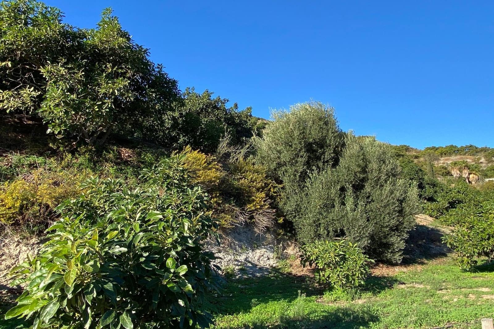 3 camera da letto Finca/Casa di Campagna in vendita in Motril con piscina - 600.000 € (Rif: 9386241)