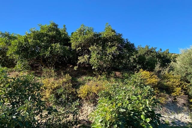 3 quarto Quinta/Casa Rural para venda em Motril com piscina - 600 000 € (Ref: 9386241)