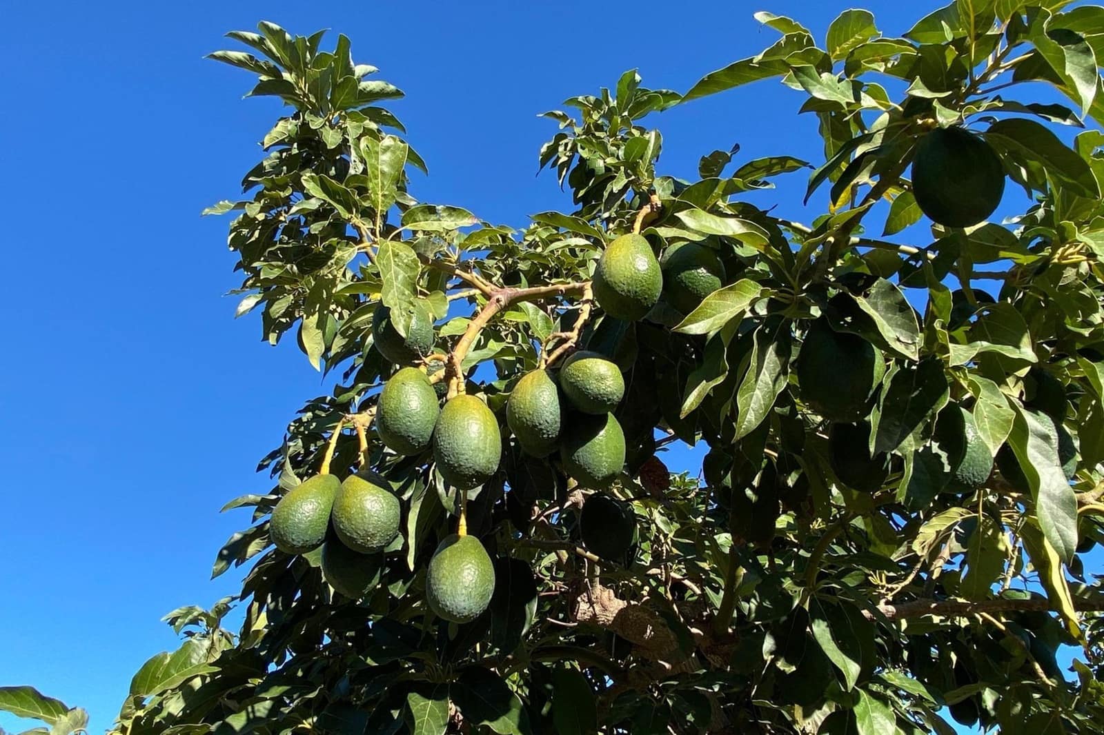 3 camera da letto Finca/Casa di Campagna in vendita in Motril con piscina - 600.000 € (Rif: 9386241)