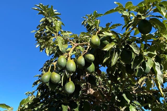 3 quarto Quinta/Casa Rural para venda em Motril com piscina - 600 000 € (Ref: 9386241)