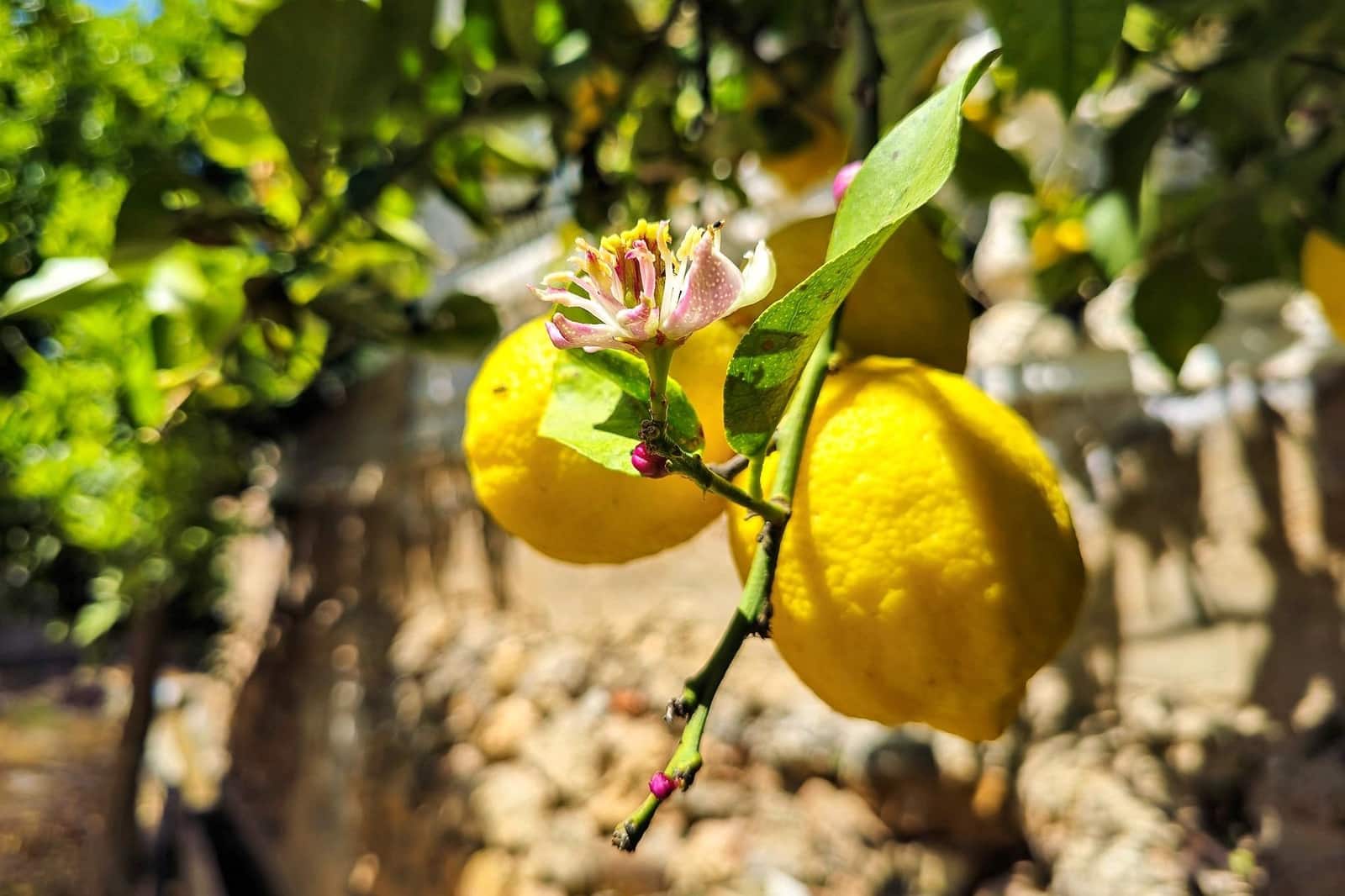 1 bedroom Finca/Country House for sale in Lanjaron - € 55,000 (Ref: 9502645)